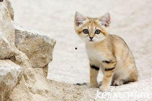 亚洲国产毛茸茸,探寻自然之美与民族风情  第3张